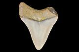 Juvenile Megalodon Tooth - North Carolina #147742-1